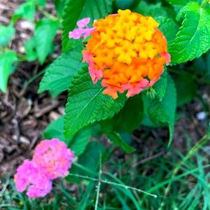 Make me an offer! 💐💐💐